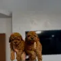 Podlle Toy Пудел Той , снимка 5