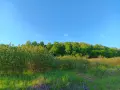 Арония плод реколта 2026 г., снимка 2