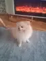 Куче Бял Померан , снимка 2