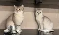Британско късокосместо коте, снимка 6