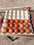 свободни яйца от Черно меден маран , снимка 1