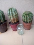Кактус, снимка 2