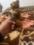 Продавам чихуахуа , снимка 15