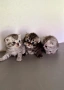 Шотландски котенца, снимка 9