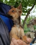 Пинчер чихопинчер, снимка 4