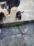 Котенца за осиновяване, снимка 3