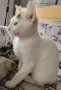 Две прекрасни котенца, снимка 4