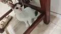 Лео търси своя нов дом, снимка 3