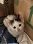 Котенца за осиновяване, снимка 2