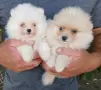 Кученца померан, снимка 4