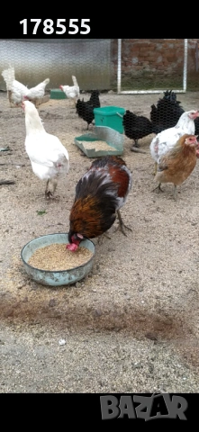 Яйца за люпене от Аракуана , снимка 6 - Кокошки и пуйки - 54008253