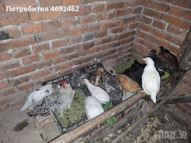Ярки на различни възрасти, снимка 4 - Кокошки и пуйки - 54839881