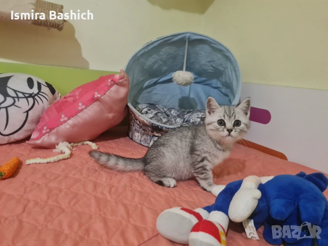 Сребърни британчета , снимка 7 - Британска късокосместа - 54583795