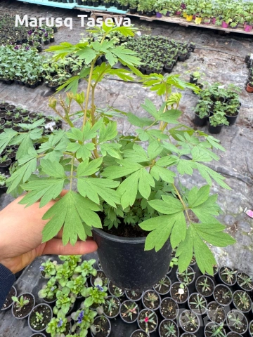 Дамско сърце , снимка 3 - Градински цветя и растения - 54119437