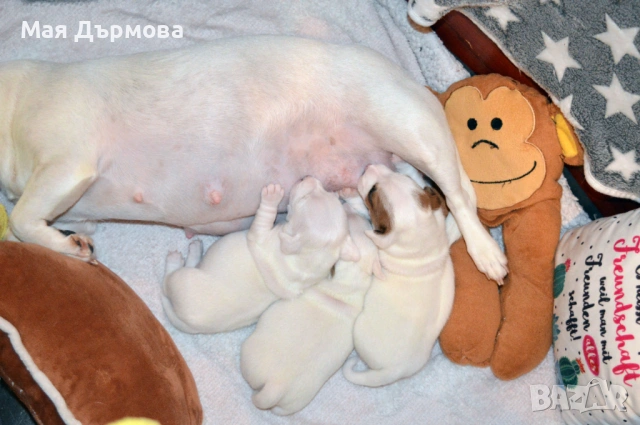 джак -ръсел териер с родословие, снимка 14 - Джак ръсел териер - 54152371