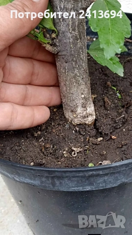 hibiscus syriacus дървовидна ружа , снимка 4 - Градински цветя и растения - 54031974