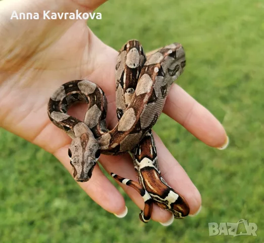 Boa constrictor imperator /боа/змия, снимка 7 - Змии - 55589778