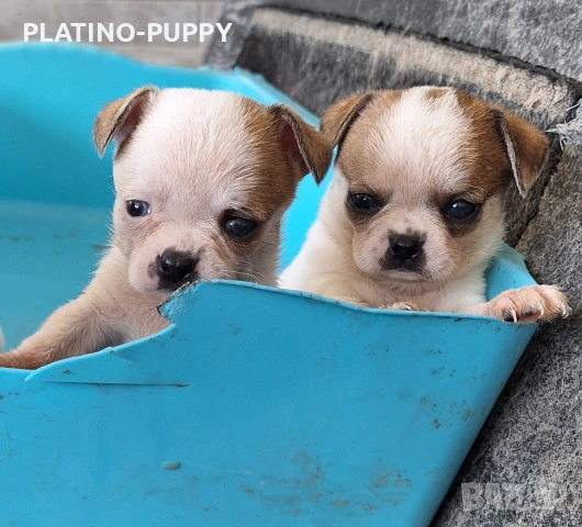 Мини чихуахиа