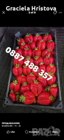 Продавам разсад ягоди , снимка 5 - Стайни растения - 54048116