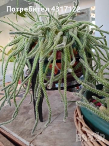 Кактус кактускактус, снимка 4 - Други - 54239021