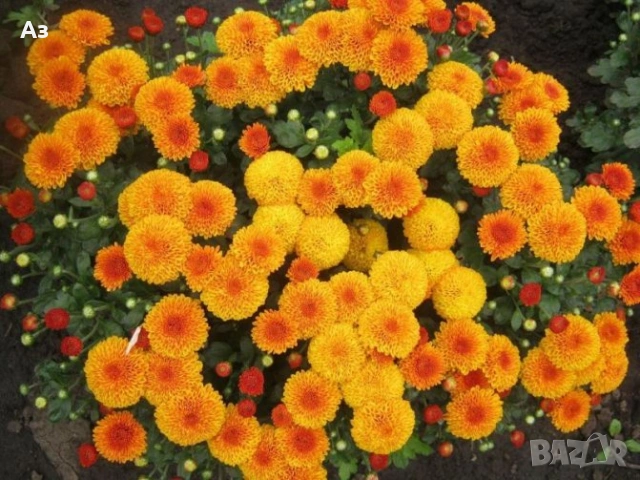 Продавам разсад на ниски Хризантеми есенни, снимка 5 - Разсади - 54314882