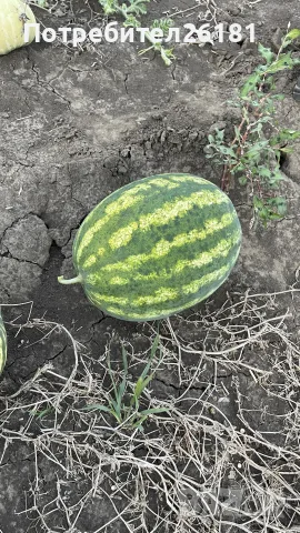 Дини сорт Арашан , снимка 5 - Други - 55624647