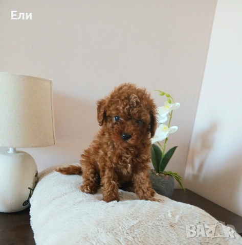 Пудел той момченце, снимка 3 - Пудели - 54440730