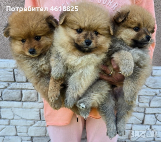 Померански шпицове , снимка 3 - Померан - 54318960