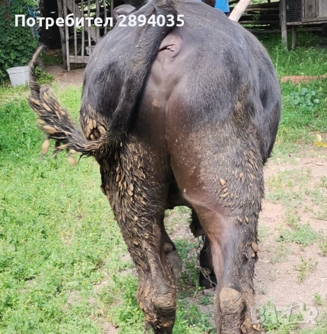 мъжко теле на 8 месеца , снимка 3 - Крави - 55142411