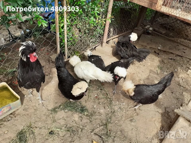 Селски кокошки, снимка 11 - Кокошки и пуйки - 54326302