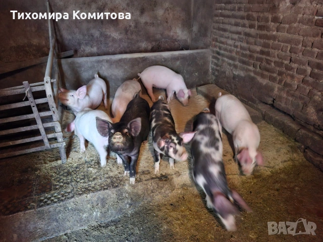 Свободни прасета , снимка 6 - Прасета - 53688223