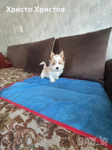 Бяло златно йорки, снимка 2 - Йоркширски териер - 54012330