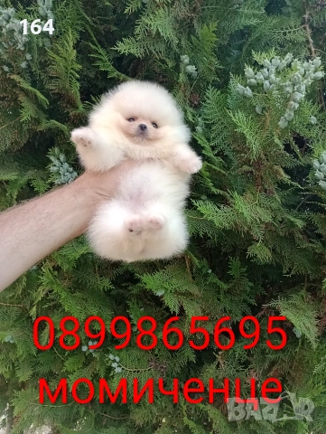 Бели мини Померани. Различни възрасти!, снимка 7 - Померан - 54915833