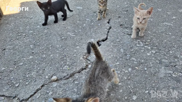 Подарявам котенца, снимка 3 - За котки - 55484335