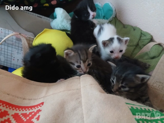 Малки котки, снимка 5 - Други - 54754189