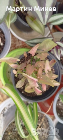 Сингониум (Syngonium) «T1510» 