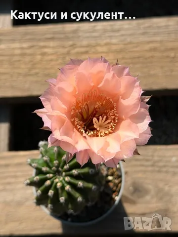 Кактус Echinopsis Hybrid цвят Salmon розово-оранжев цъфтеж