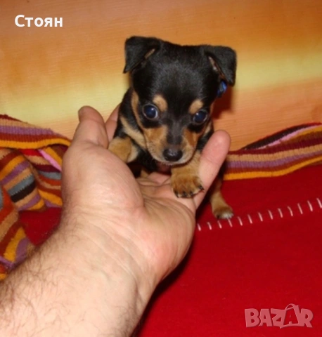 Чихупинчери, снимка 2 - Пинчер - 54004065