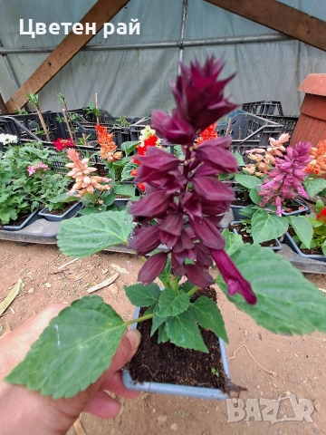 Два вида пламъче, няколко цвята , снимка 10 - Градински цветя и растения - 54282774