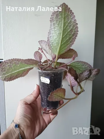 Еписция, episcia Pink Acajou, снимка 5 - Стайни растения - 55549590