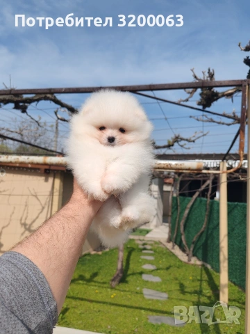 Померан мъжко и женски , снимка 2 - Померан - 53986008