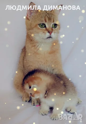 Шотландско мъжко Скоттиш Фолд. 