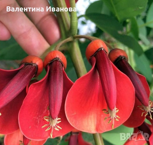 коралово дърво , снимка 7 - Разсади - 55092001