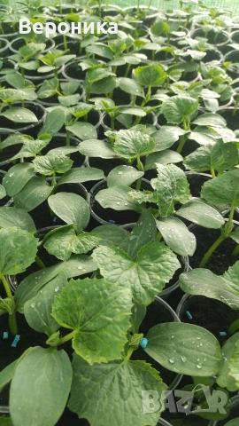 Предлагаме разсад красивици, снимка 5 - Разсади - 54234234