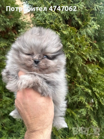 Померан момчета и момиче