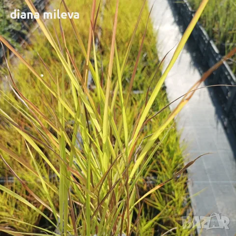 Мискантус Пурпурасценс, Miscanthus sinensis 'Purpurascens' студоустойчива, декоративна трева!!!, снимка 10 - Градински цветя и растения - 55420080