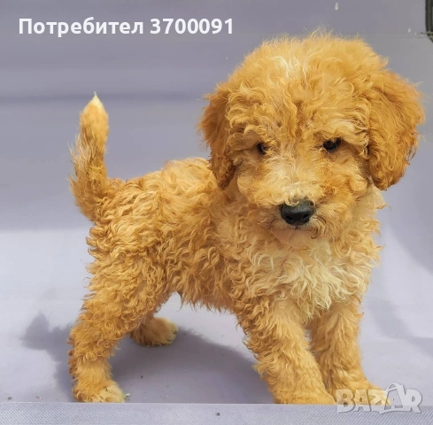 пудел / мини пудел 