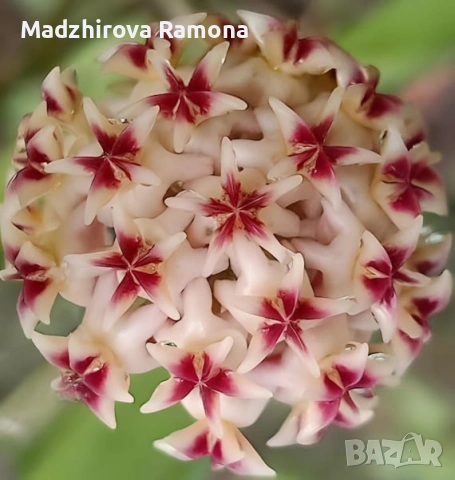 Hoya Хоя Rintzii Borneo 