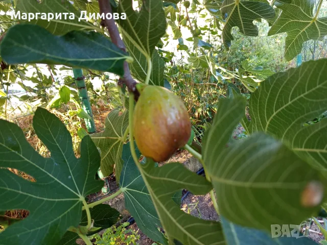 Смокини пресни,едри