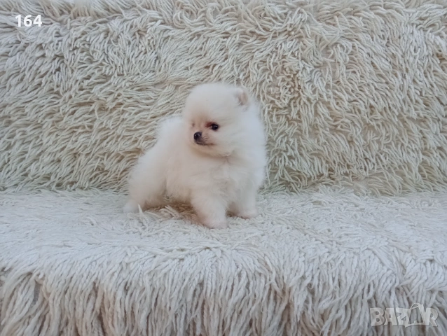 Мини Померан 